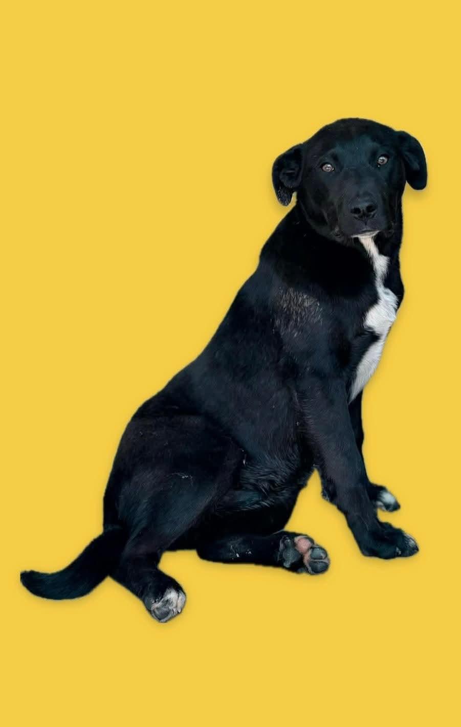 Harley, adoptable, Young Male Catahoula Leopard Dog & Australian Cattle Dog / Blue Heeler.