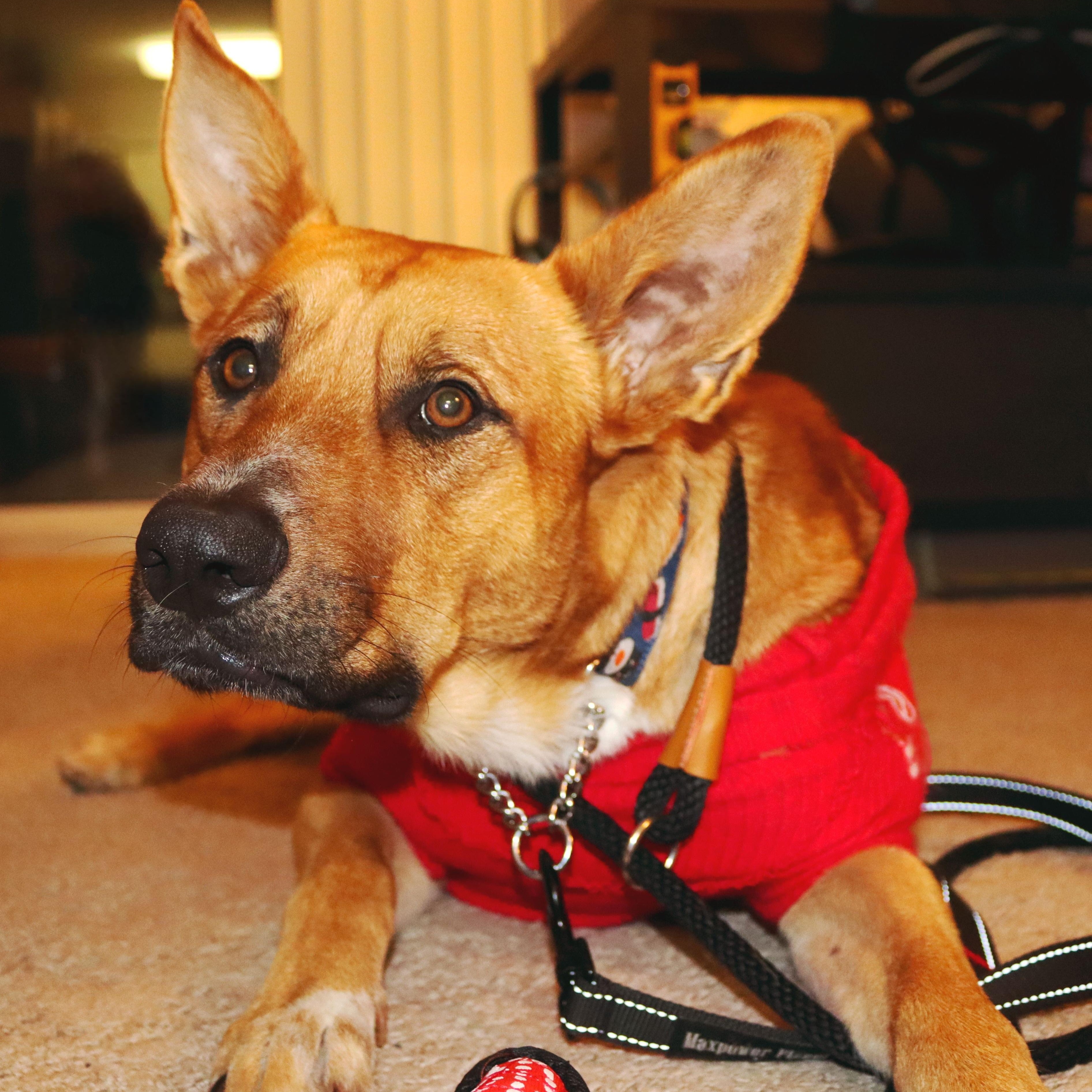 Charlie, ADOPTABLE, Young Male German Shepherd Dog.