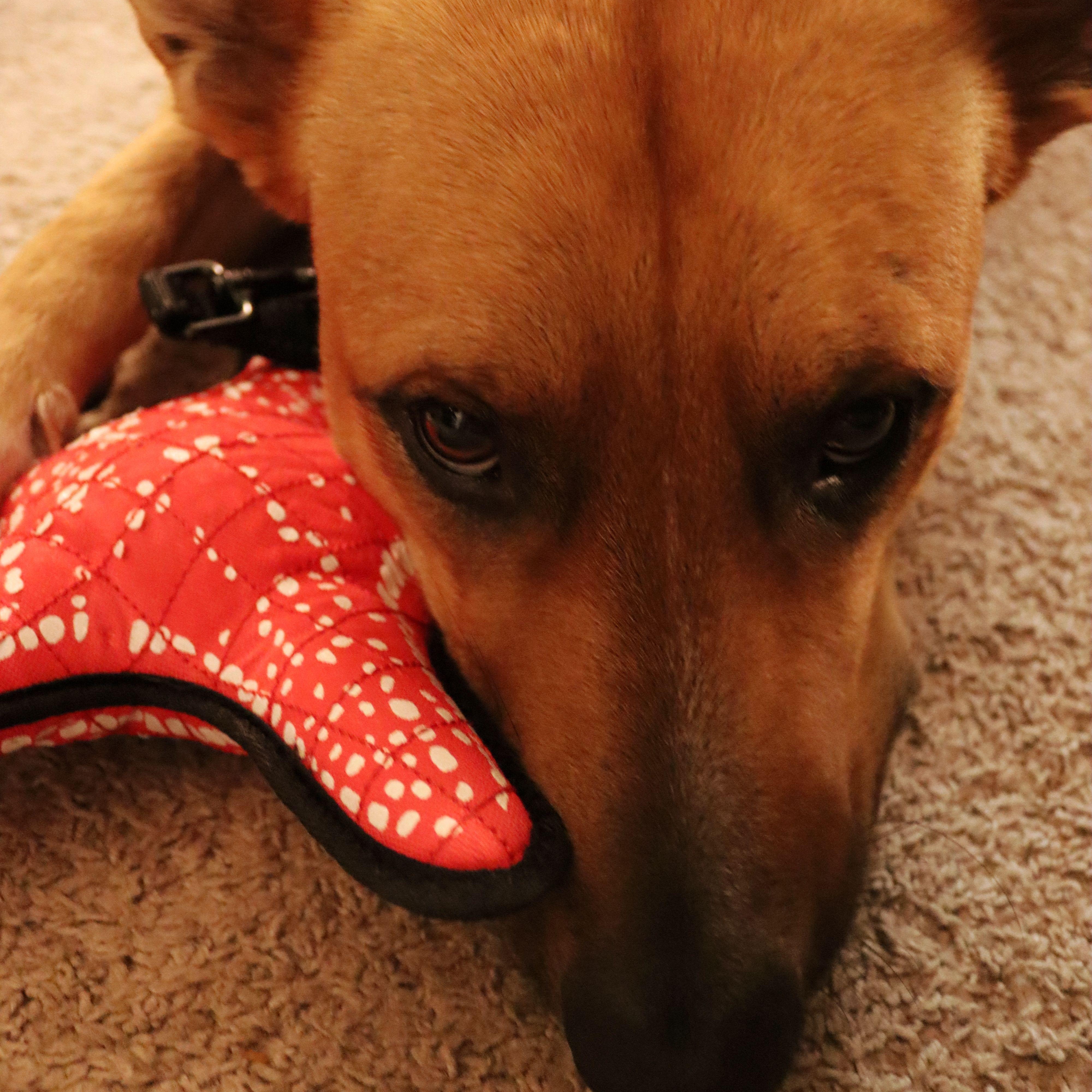 Enlarge Charlie, a ADOPTABLE mixed breed in KITCHENER, ON image 2/3