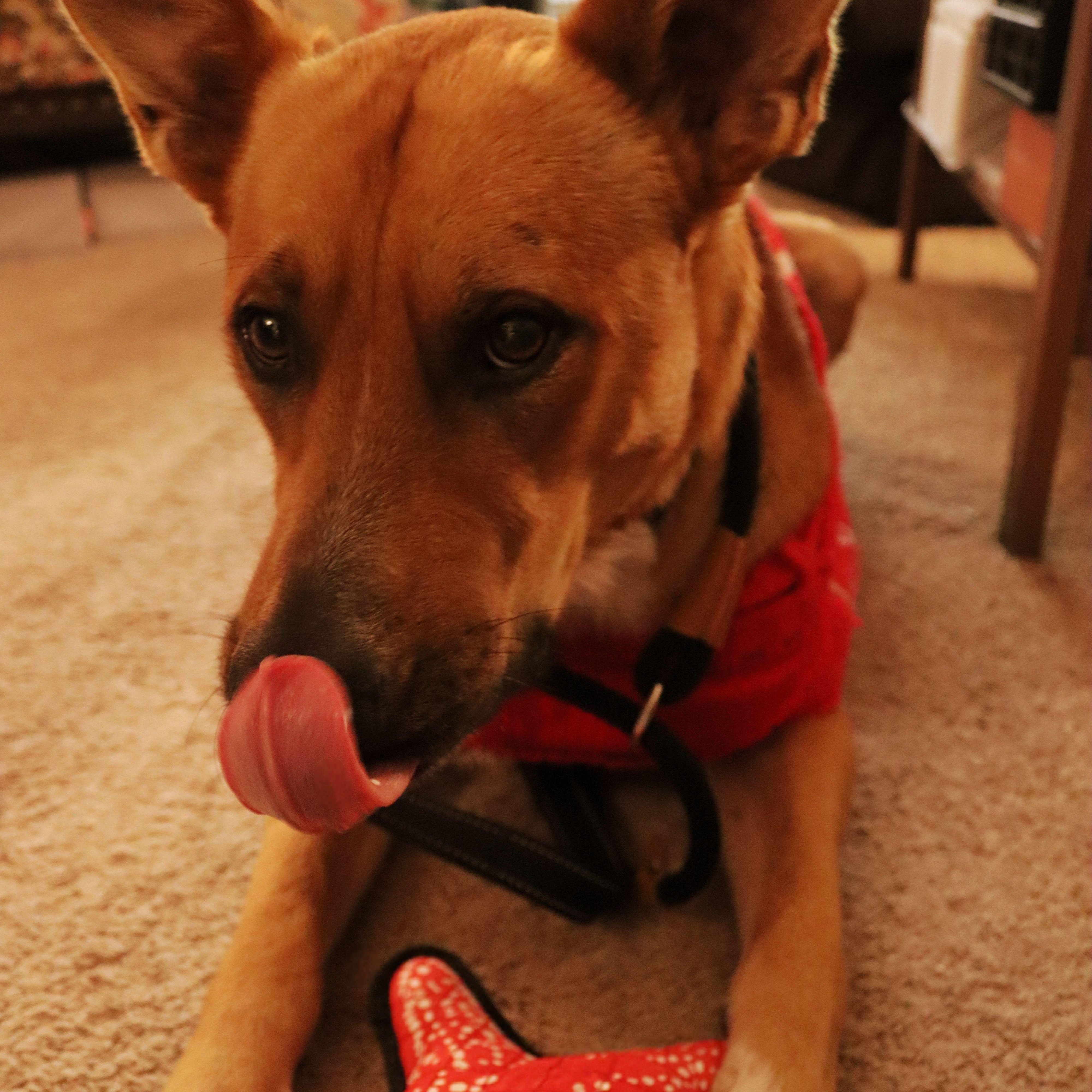 Enlarge Charlie, a ADOPTABLE mixed breed in KITCHENER, ON image 3/3