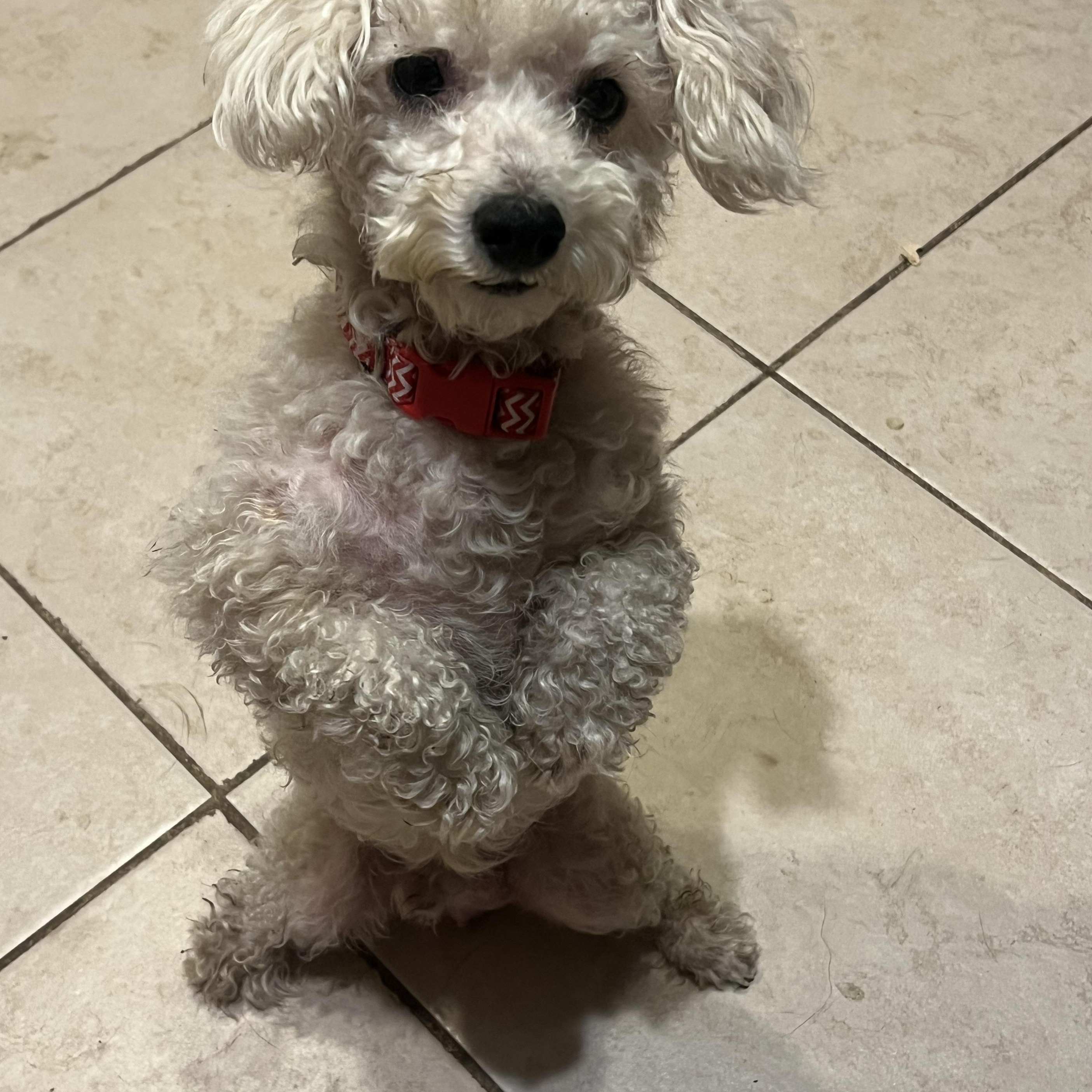 Dakota, ADOPTABLE, Adult Male Poodle (Toy).