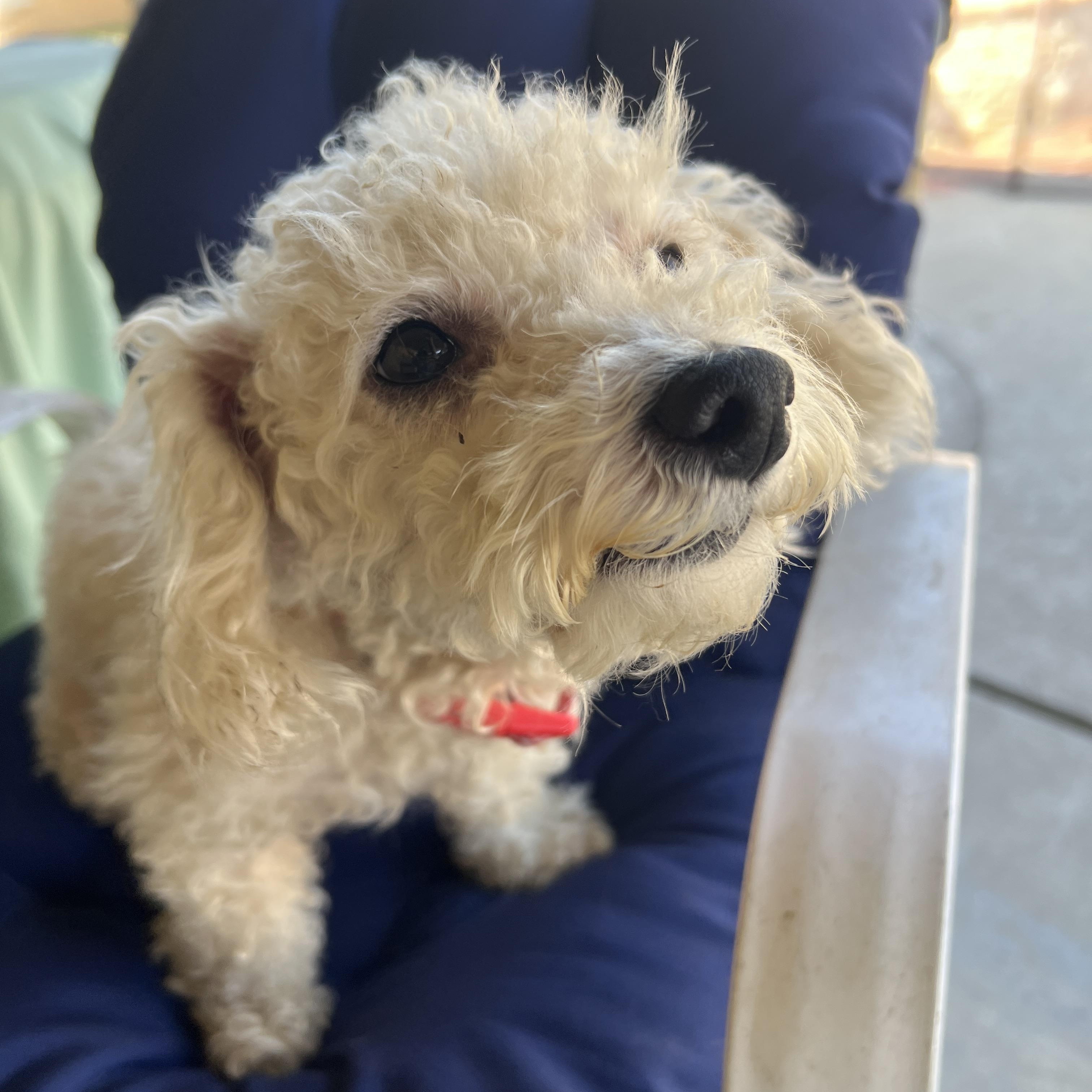 Dakota, a ADOPTABLE Poodle (Toy) in Pomona, CA image 2/3