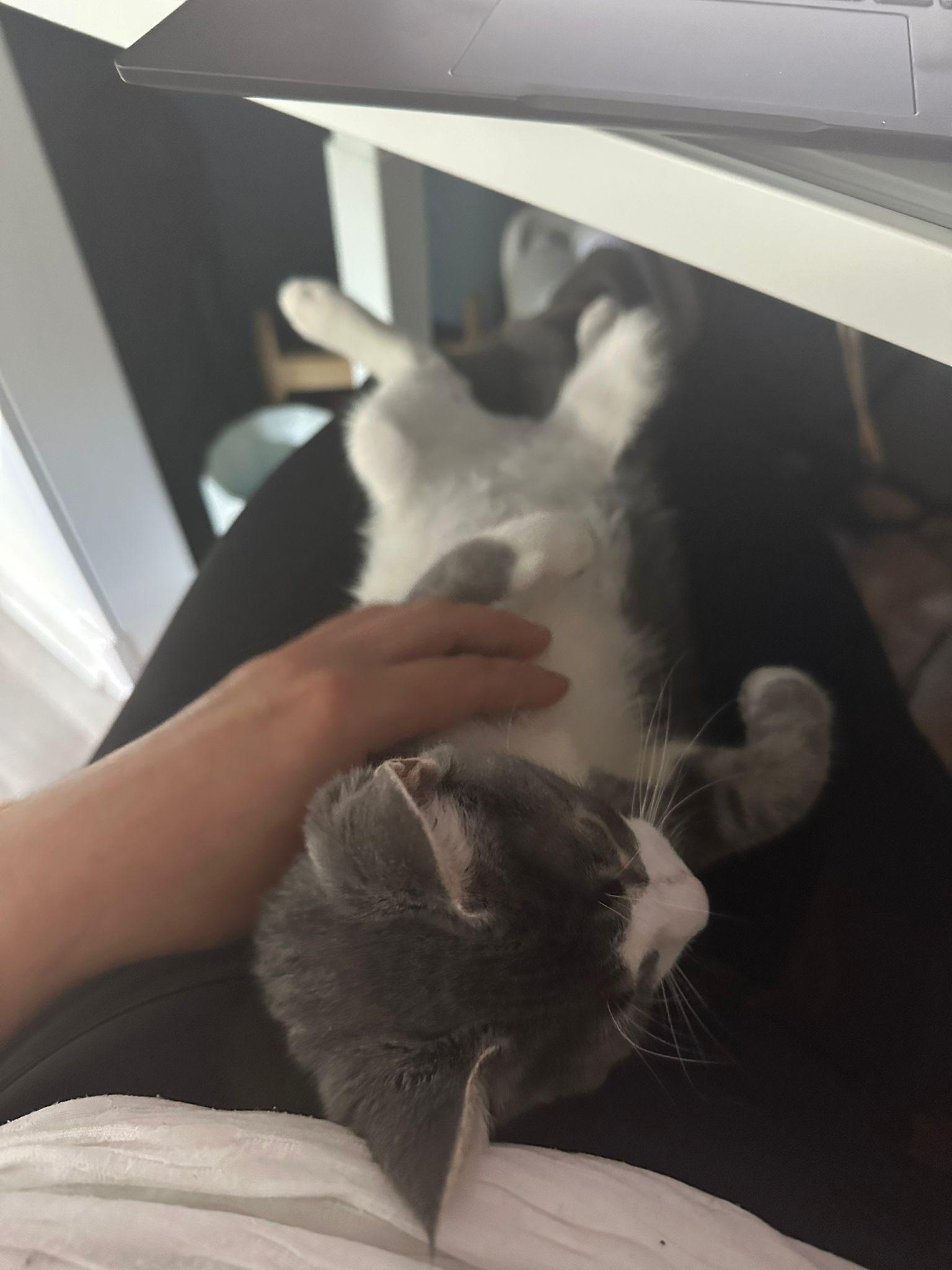 Hansel, a Adoptable American Shorthair in Brooklyn, NY image 1/2