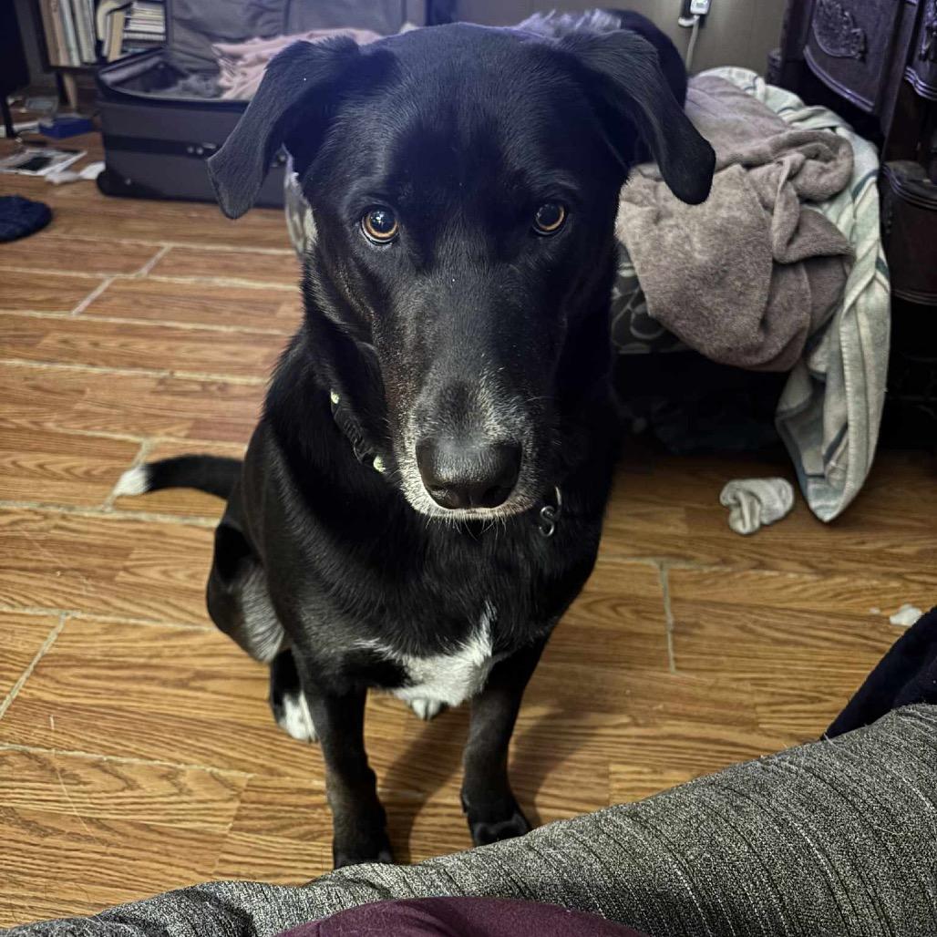 Enlarge Clyde, a Adoptable Black Labrador Retriever in Hutchinson, MN image 1/6