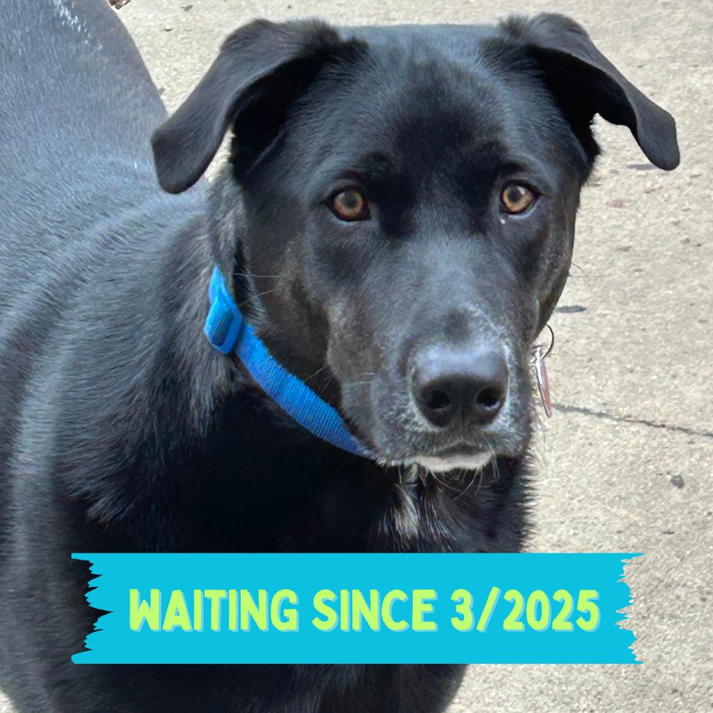 Clyde, a Adoptable Black Labrador Retriever in Hutchinson, MN image 2/6