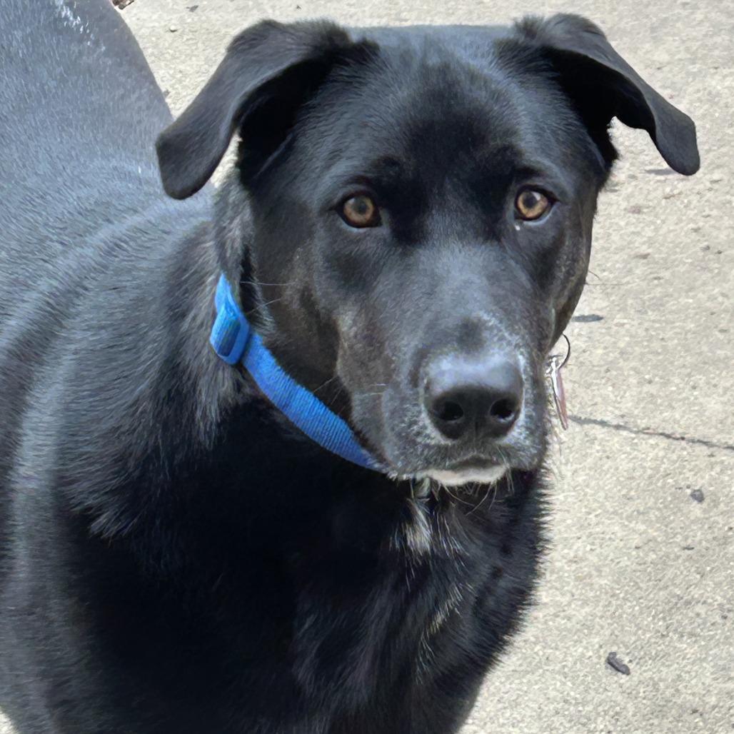 Enlarge Clyde, a Adoptable Black Labrador Retriever in Hutchinson, MN image 2/6
