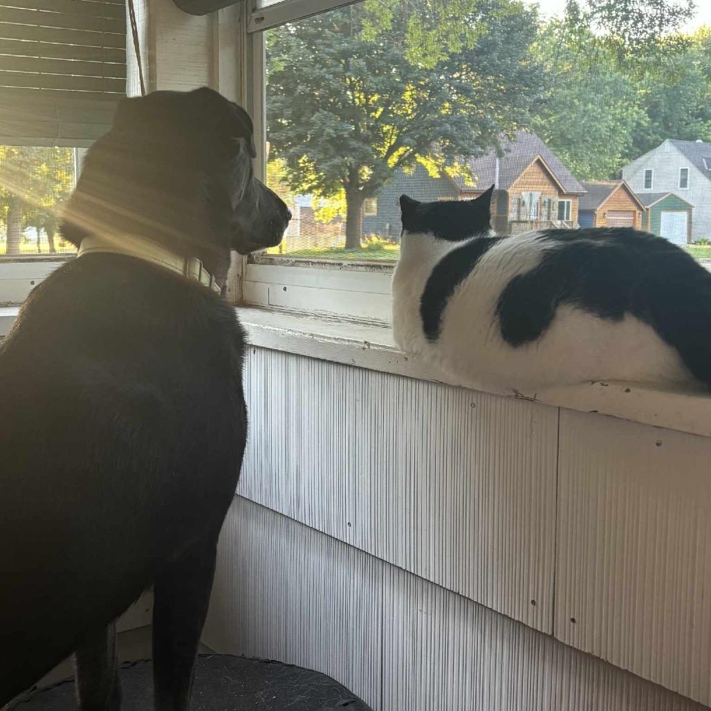 Enlarge Clyde, a Adoptable Black Labrador Retriever in Hutchinson, MN image 3/6