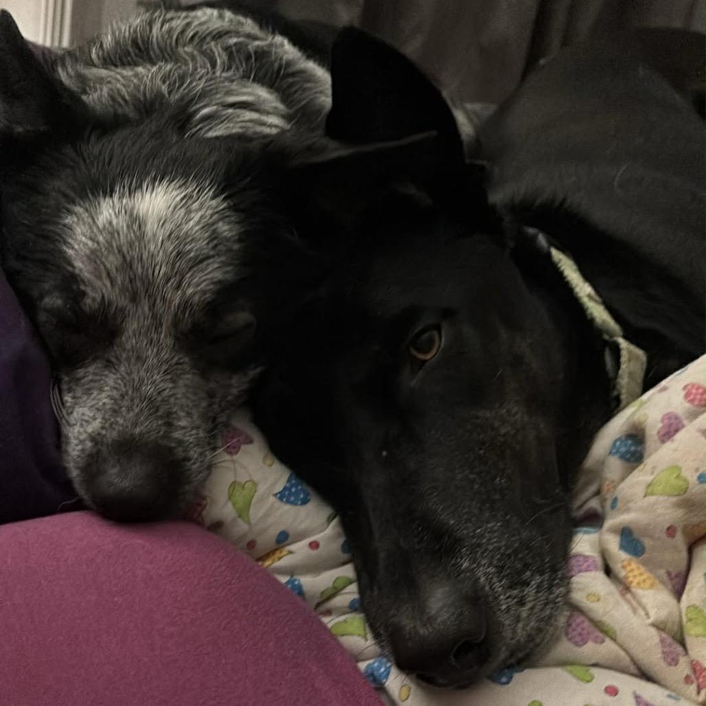 Enlarge Clyde, a Adoptable Black Labrador Retriever in Hutchinson, MN image 4/6