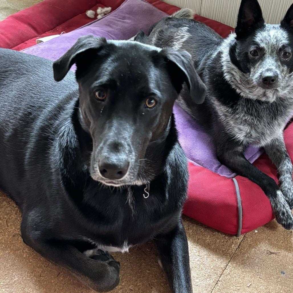 Enlarge Clyde, a Adoptable Black Labrador Retriever in Hutchinson, MN image 5/6