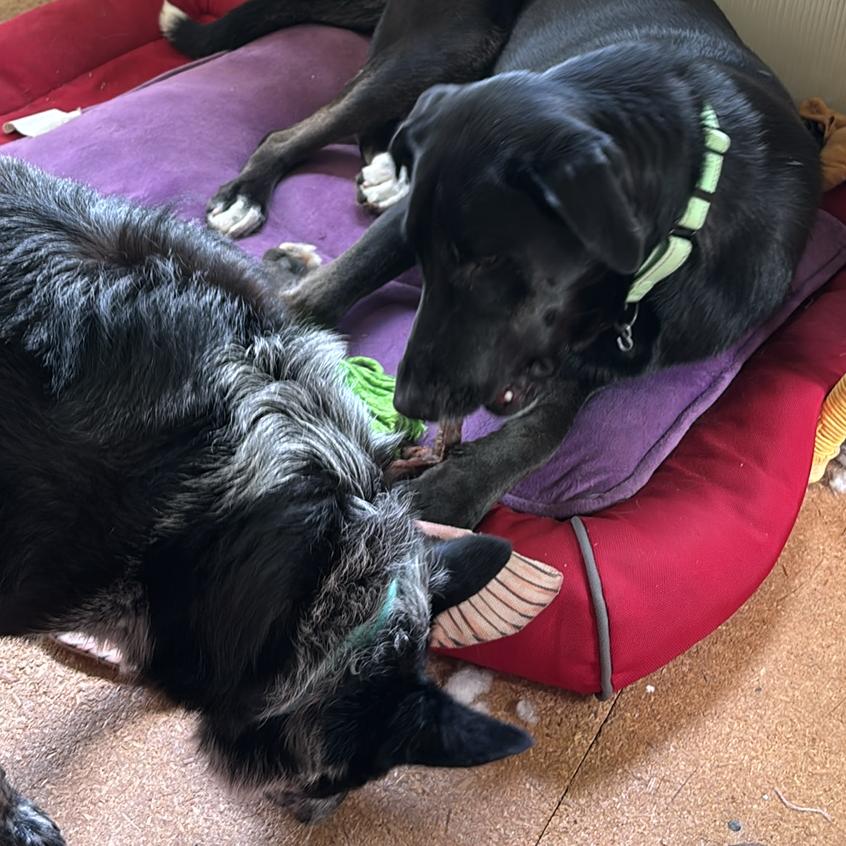 Enlarge Clyde, a Adoptable Black Labrador Retriever in Hutchinson, MN image 6/6