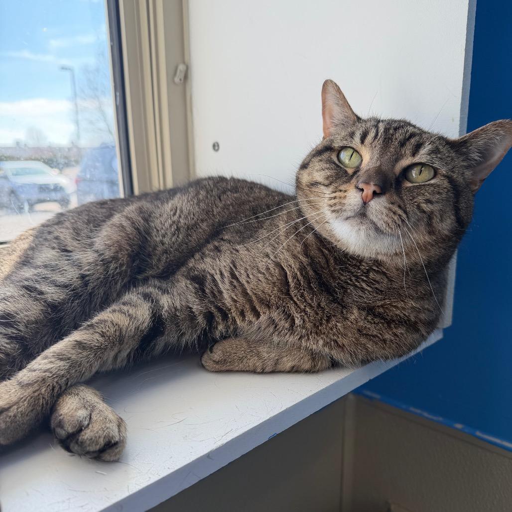 Zina, a Adoptable Domestic Short Hair in Mankato, MN image 1/5