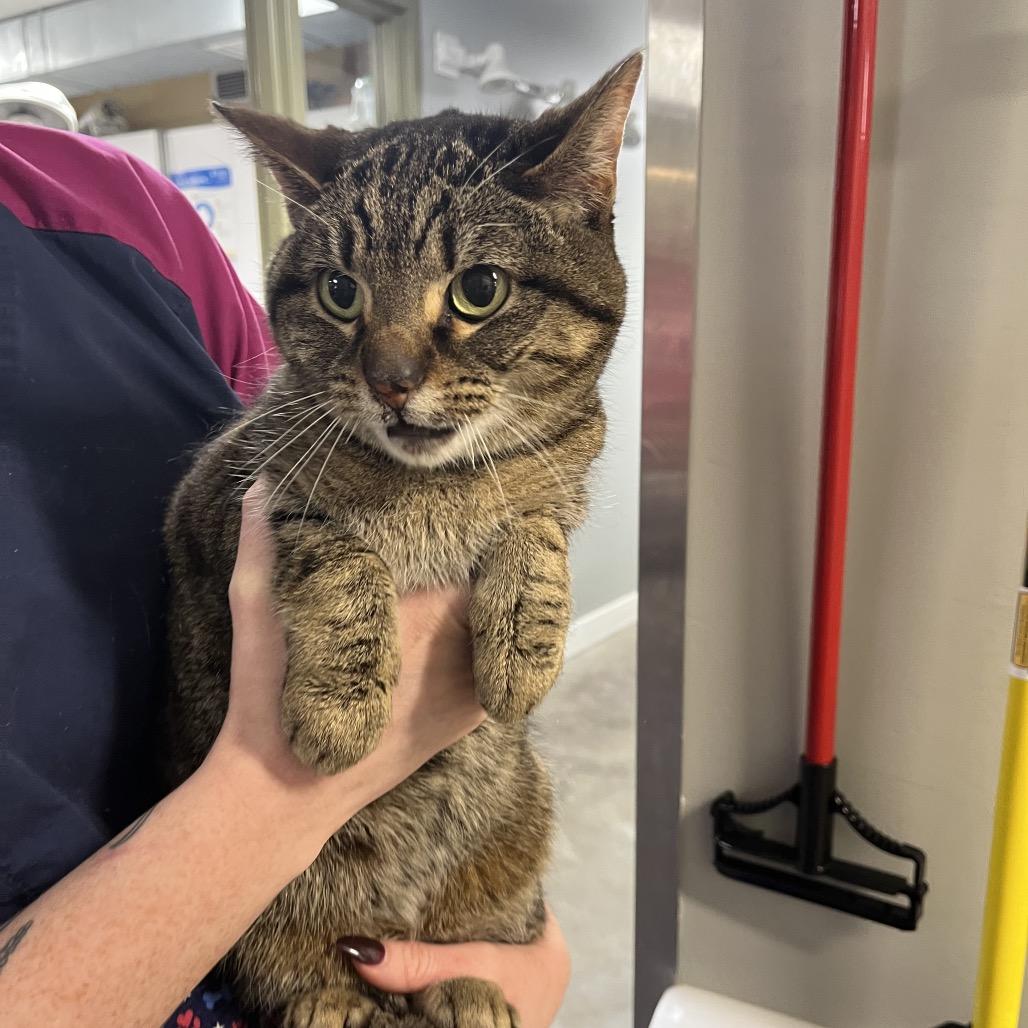 Zina, a Adoptable Domestic Short Hair in Mankato, MN image 2/5