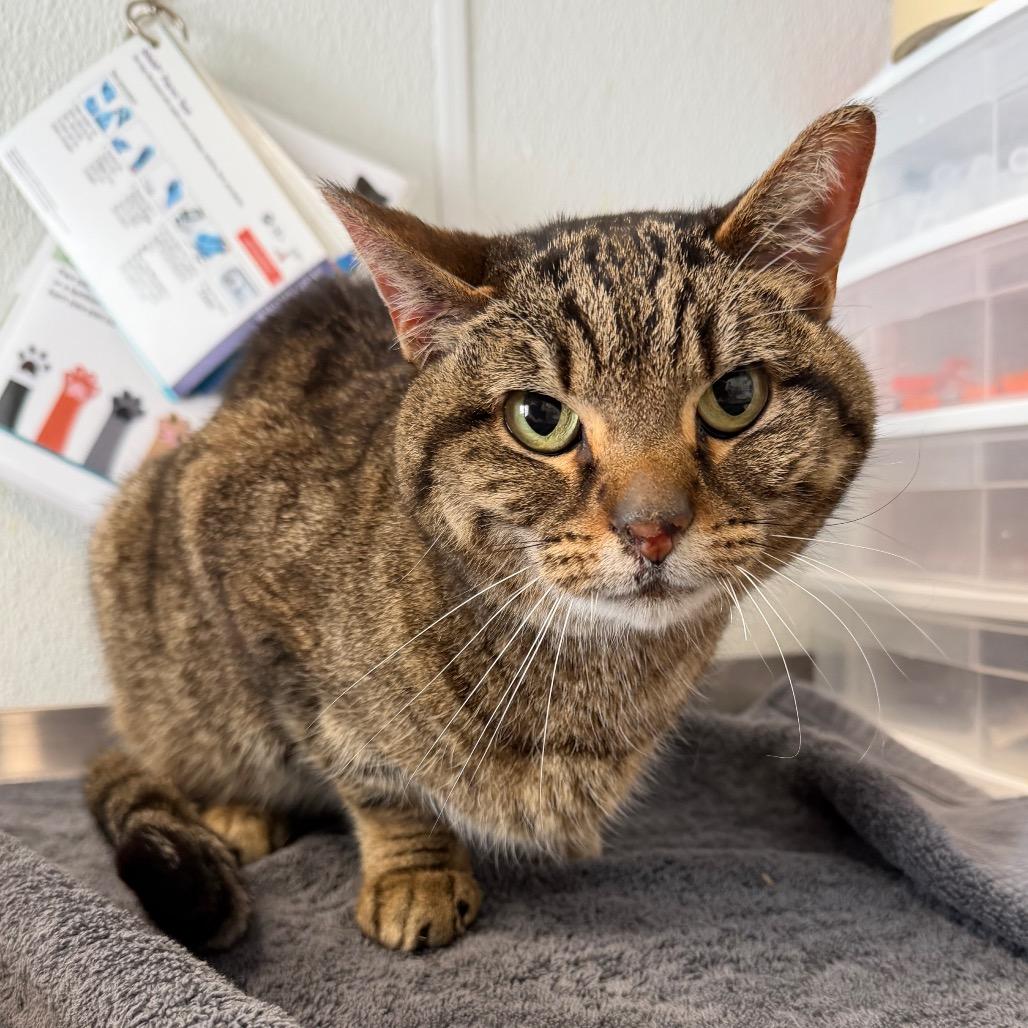 Zina, a Adoptable Domestic Short Hair in Mankato, MN image 3/5