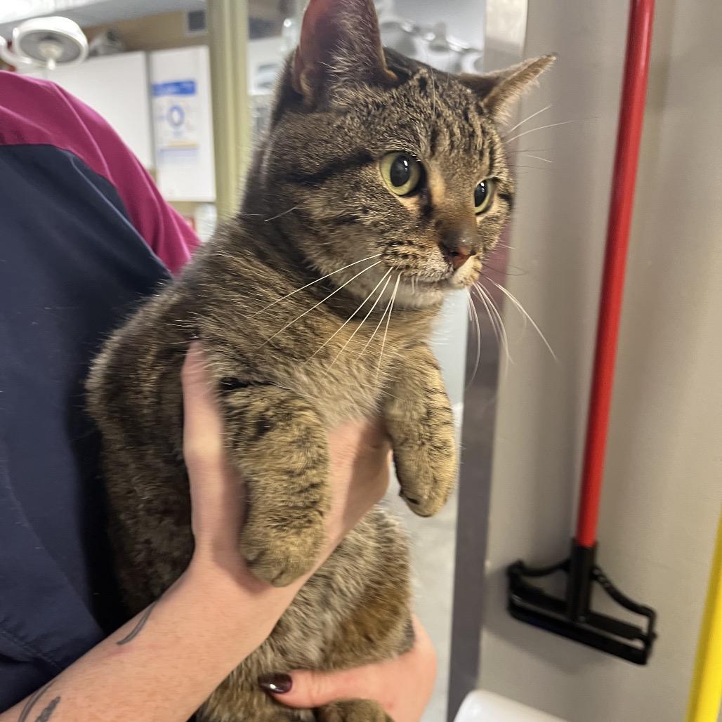 Zina, a Adoptable Domestic Short Hair in Mankato, MN image 4/5