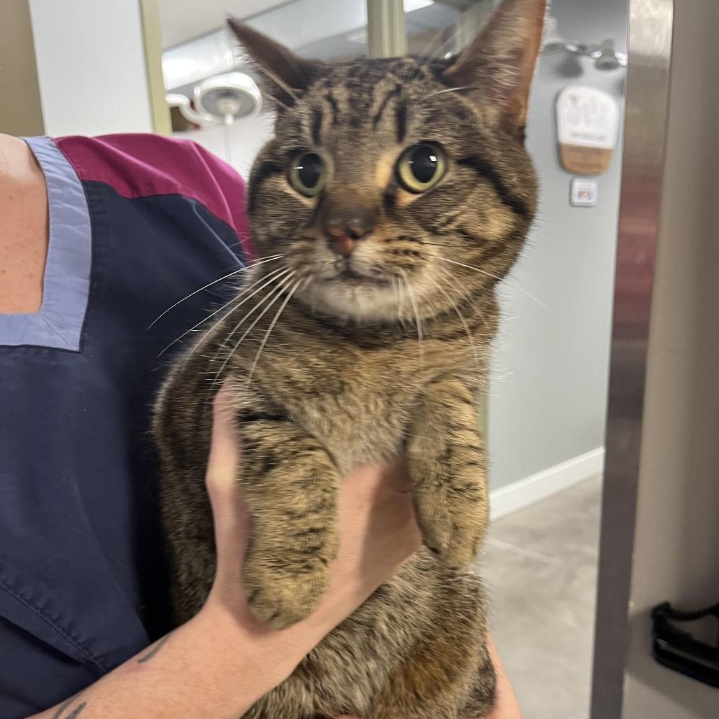 Zina, a Adoptable Domestic Short Hair in Mankato, MN image 5/5