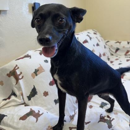 Callie, adopted, Adult Female Chihuahua.