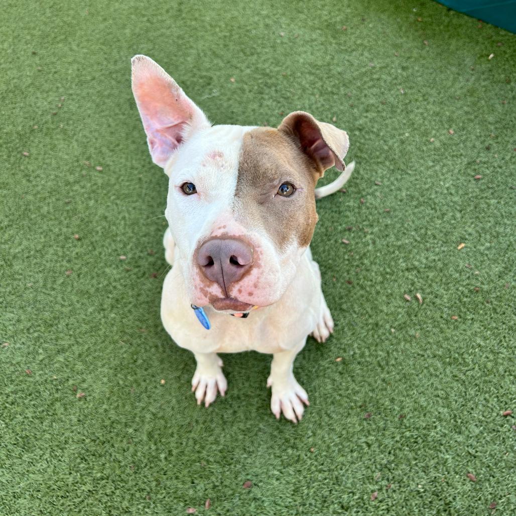 Lisa, Adoptable, Adult Female American Staffordshire Terrier.