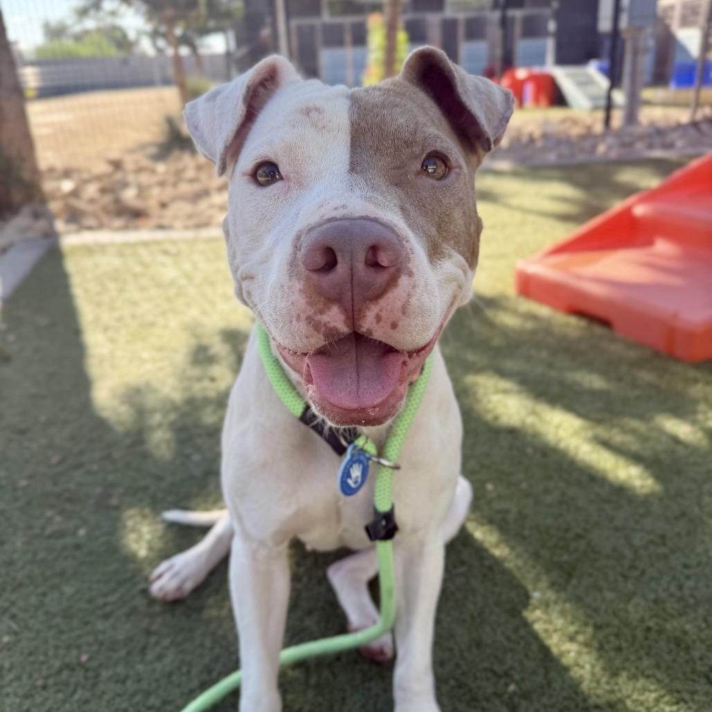 Enlarge Lisa, a Adoptable American Staffordshire Terrier in Apache Junction, AZ image 2/6