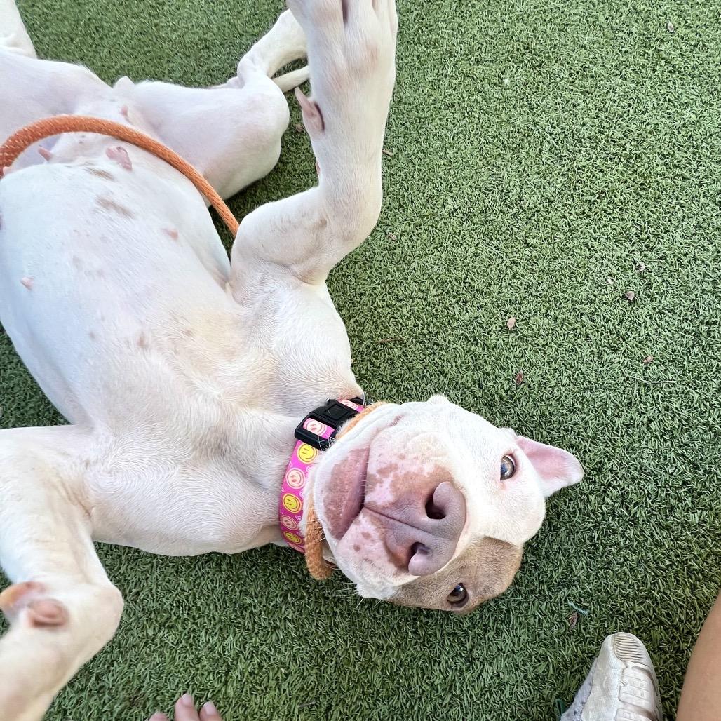 Enlarge Lisa, a Adoptable American Staffordshire Terrier in Apache Junction, AZ image 3/6