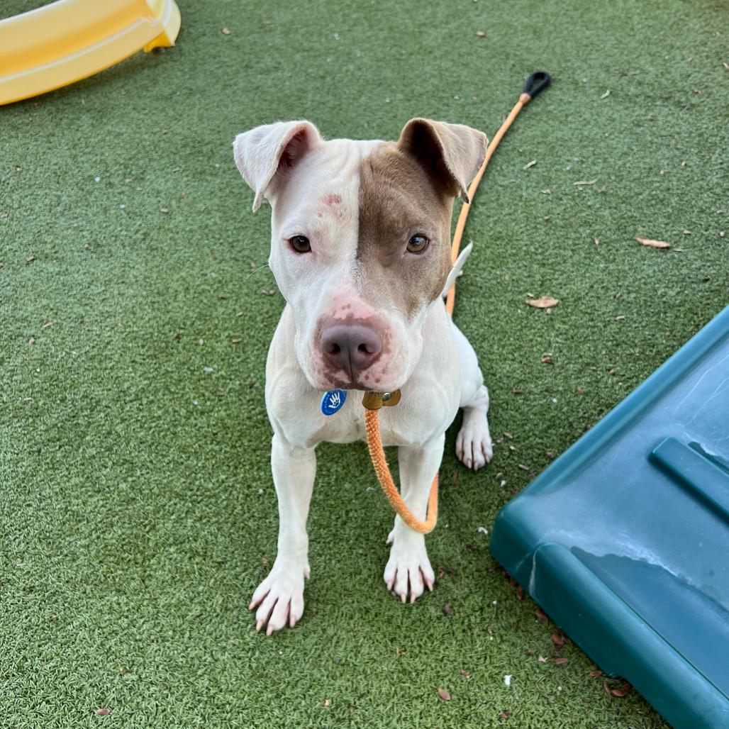 Enlarge Lisa, a Adoptable American Staffordshire Terrier in Apache Junction, AZ image 4/6