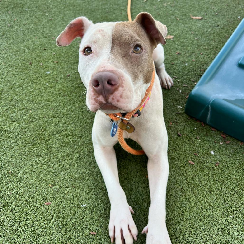 Enlarge Lisa, a Adoptable American Staffordshire Terrier in Apache Junction, AZ image 5/6