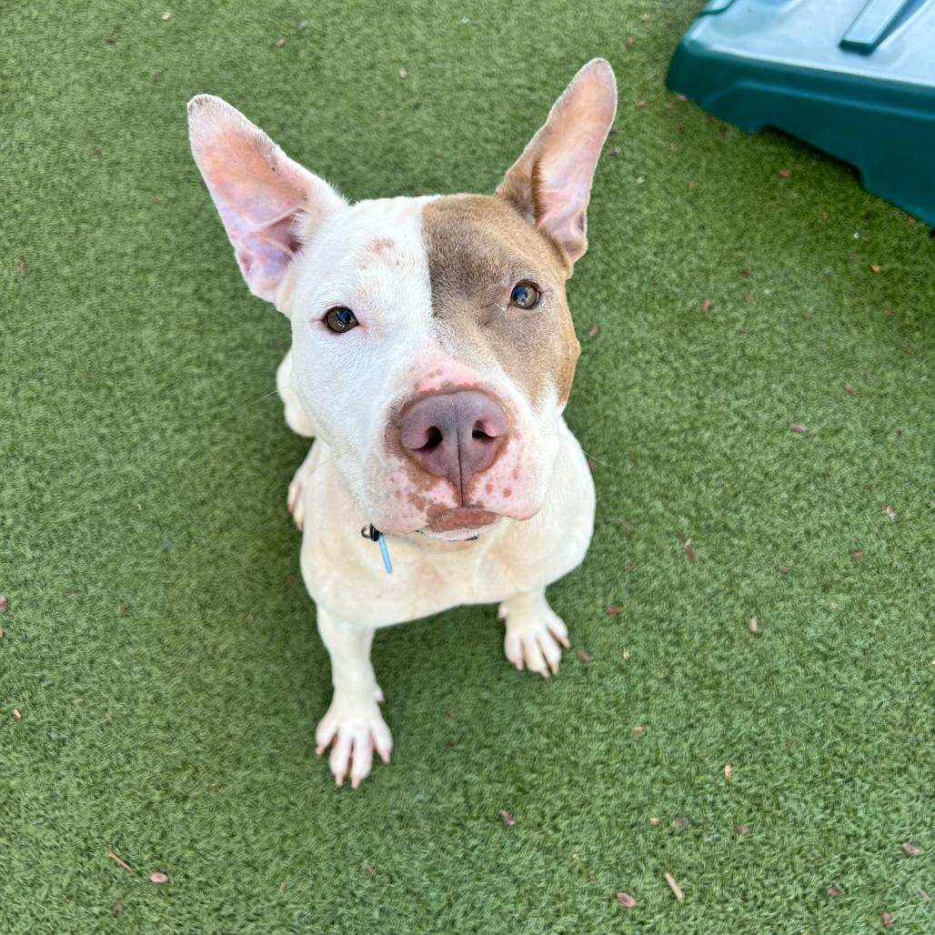 Enlarge Lisa, a Adoptable American Staffordshire Terrier in Apache Junction, AZ image 6/6