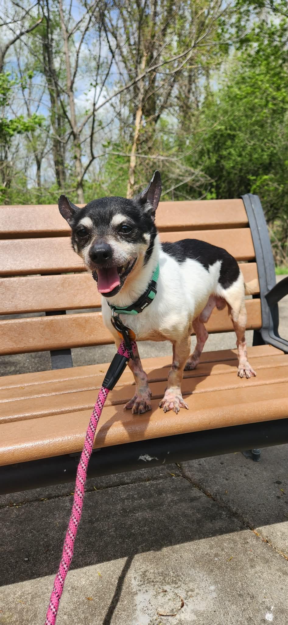 Enlarge Fuego , a ADOPTABLE Chihuahua in Joliet, IL image 4/4