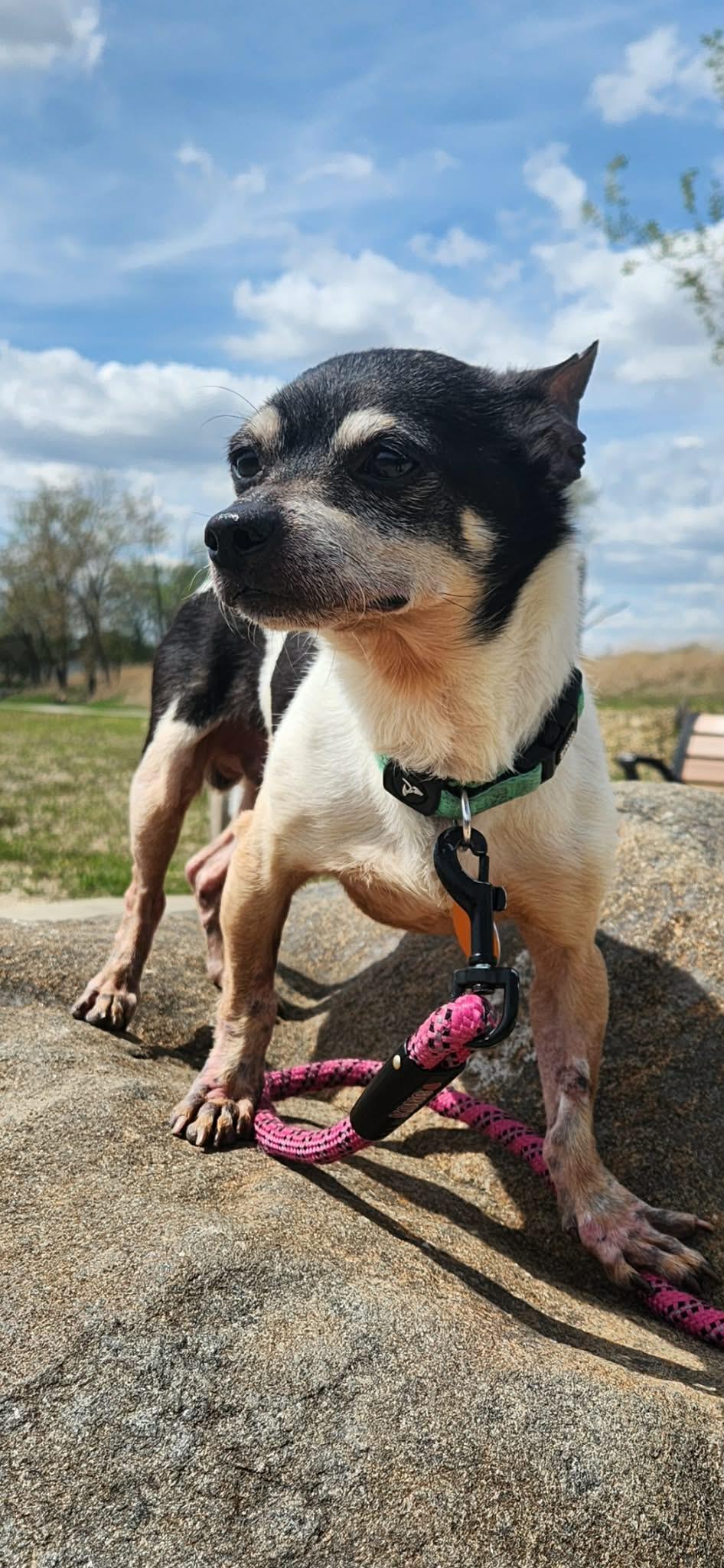 Enlarge Fuego , a ADOPTABLE Chihuahua in Joliet, IL image 2/4