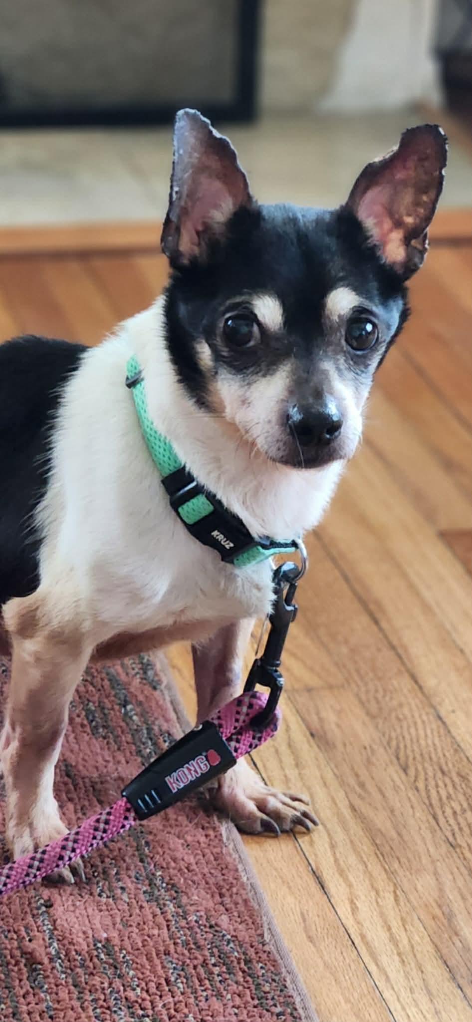 Enlarge Fuego , a ADOPTABLE Chihuahua in Joliet, IL image 3/4