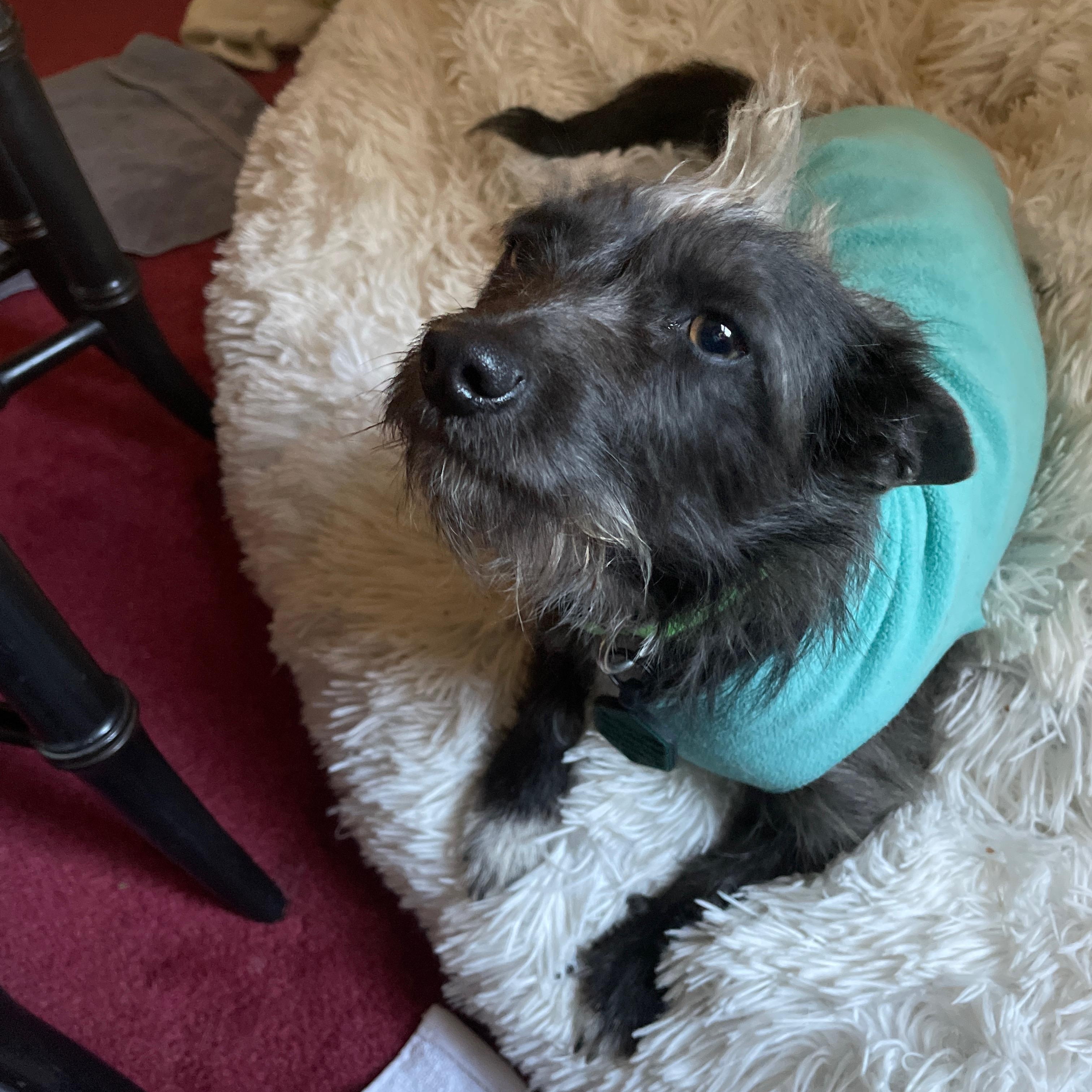 Enlarge Lucy, a Adoptable mixed breed in Petaluma, CA image 1/5