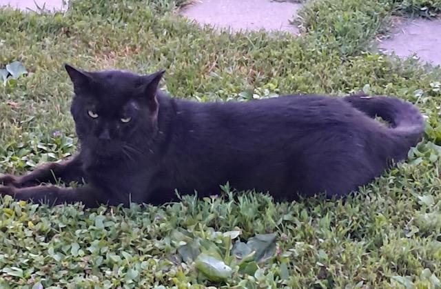 Bubby - Tyrus, Adoptable, Senior Male Domestic Short Hair.