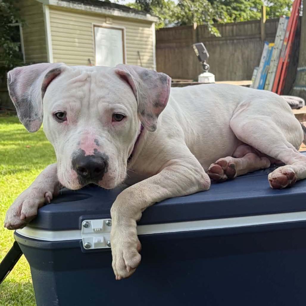 Tick, Adoptable, Young Male Pit Bull Terrier.