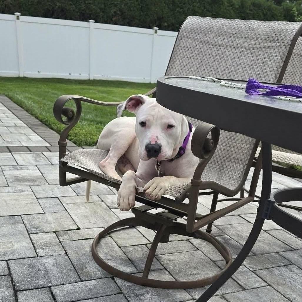 Enlarge Tick, a Adoptable Pit Bull Terrier in Levittown, NY image 2/5