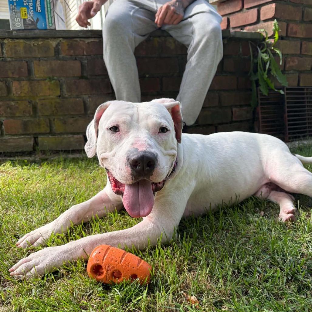 Enlarge Tick, a Adoptable Pit Bull Terrier in Levittown, NY image 3/5