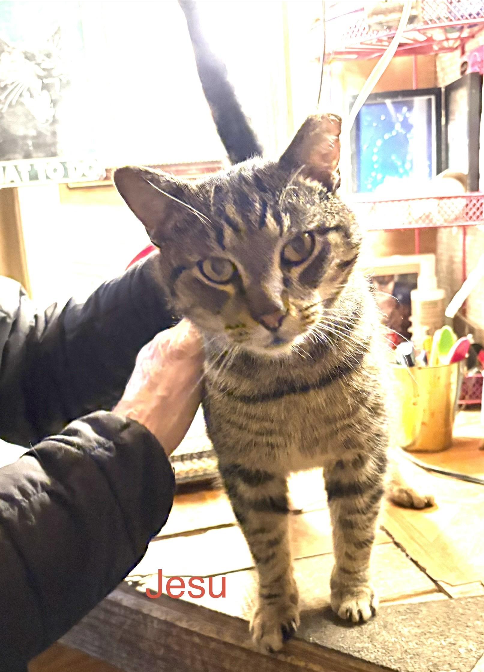 Jesu, Adoptable, Adult Male Domestic Short Hair.