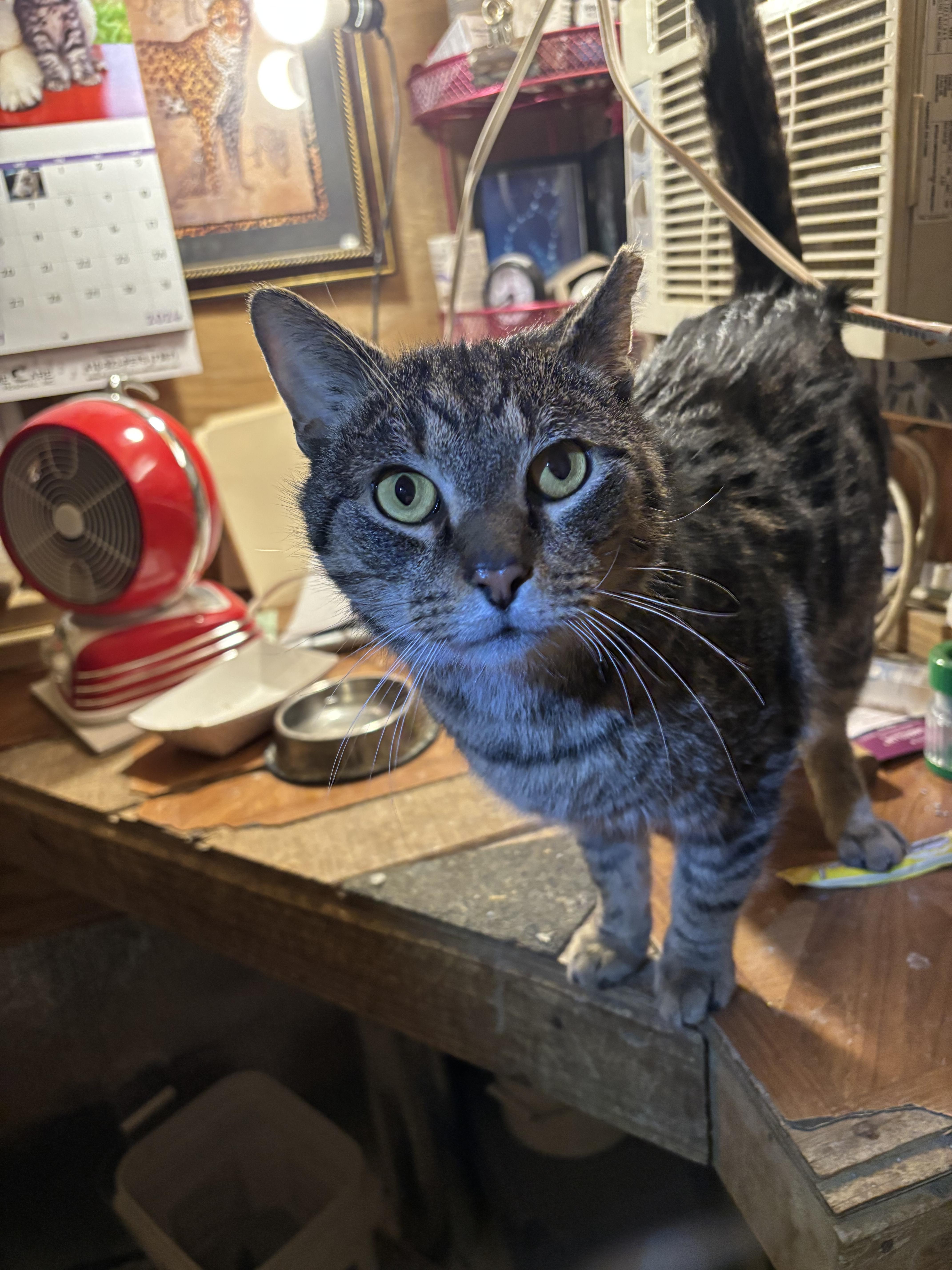 Jesu, a Adoptable mixed breed in Annapolis, MD image 2/2