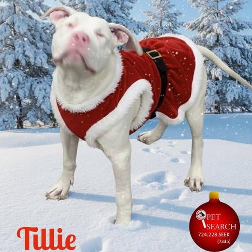 Tillie, Adoptable, Young Female American Staffordshire Terrier.