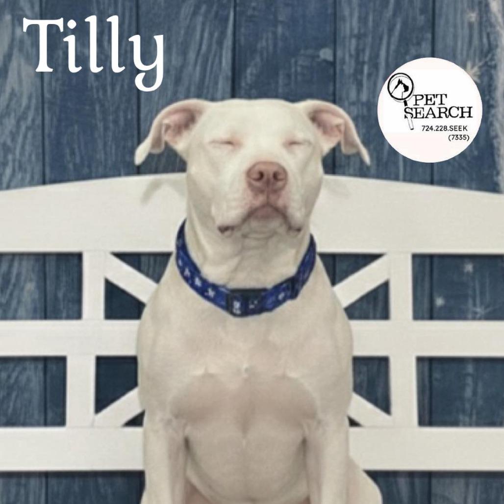 Enlarge Tillie, a Adoptable American Staffordshire Terrier in Washington, PA image 2/2