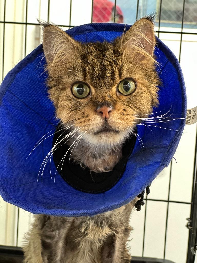 Oswald, Adoptable, Senior Male Domestic Long Hair.