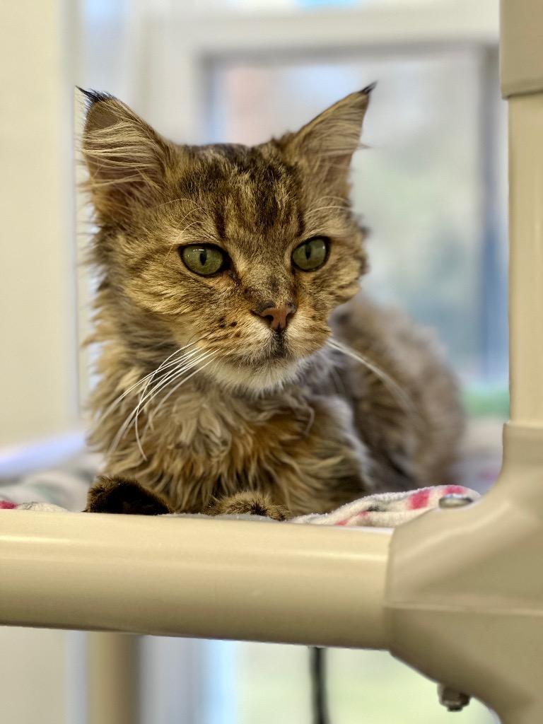 Enlarge Oswald, a Adoptable mixed breed in Cumberland, ME image 1/6