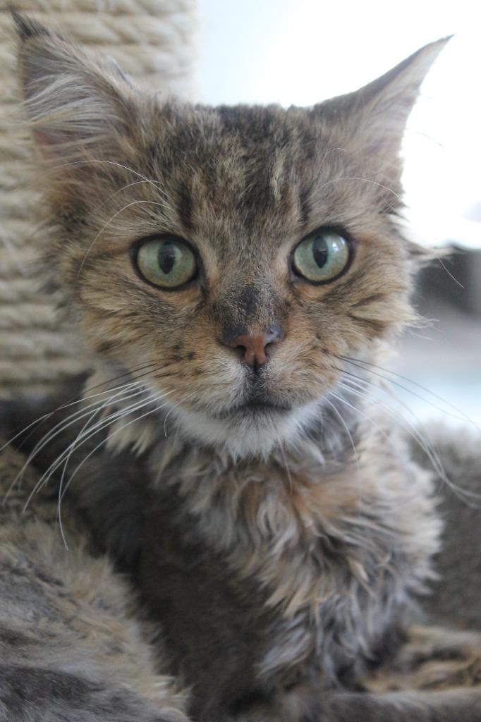 Enlarge Oswald, a Adoptable mixed breed in Cumberland, ME image 4/6