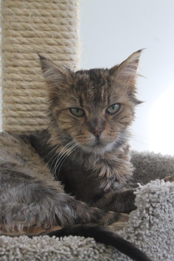 Oswald, a Adoptable mixed breed in Cumberland, ME image 6/6