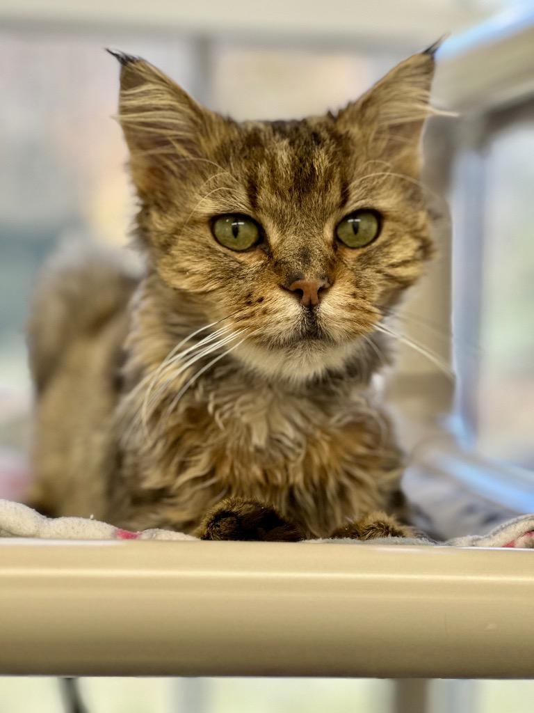 Enlarge Oswald, a Adoptable mixed breed in Cumberland, ME image 6/6