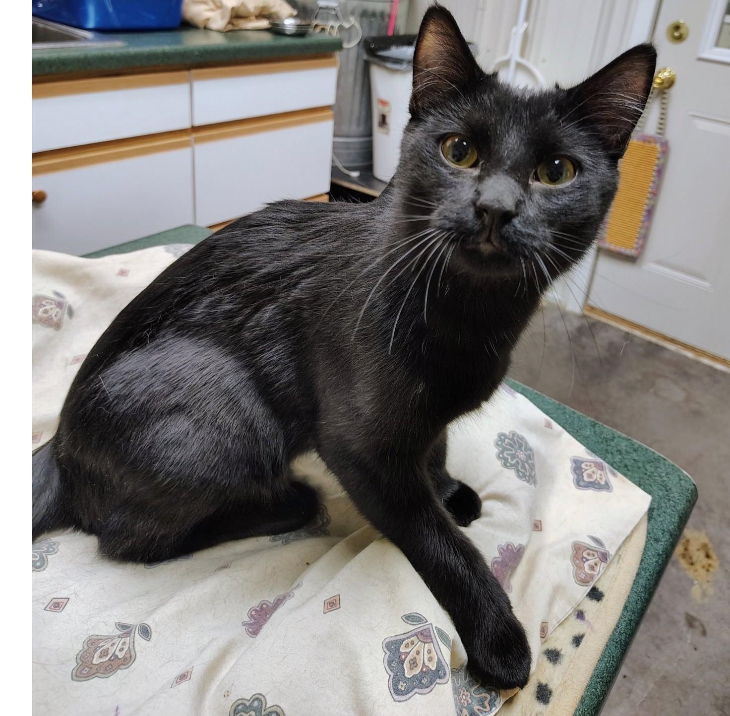 Enlarge Micah, a ADOPTABLE Domestic Short Hair in Ontonagon, MI image 1/1