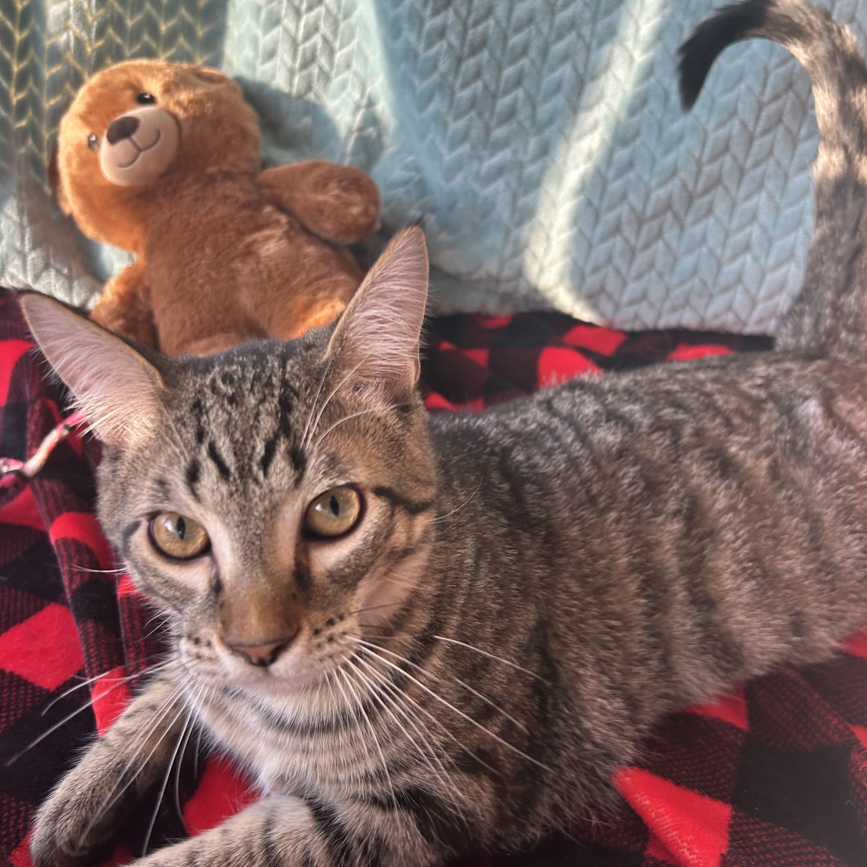 Enlarge Bobby, a Adoptable mixed breed in Madison Heights, MI image 3/4