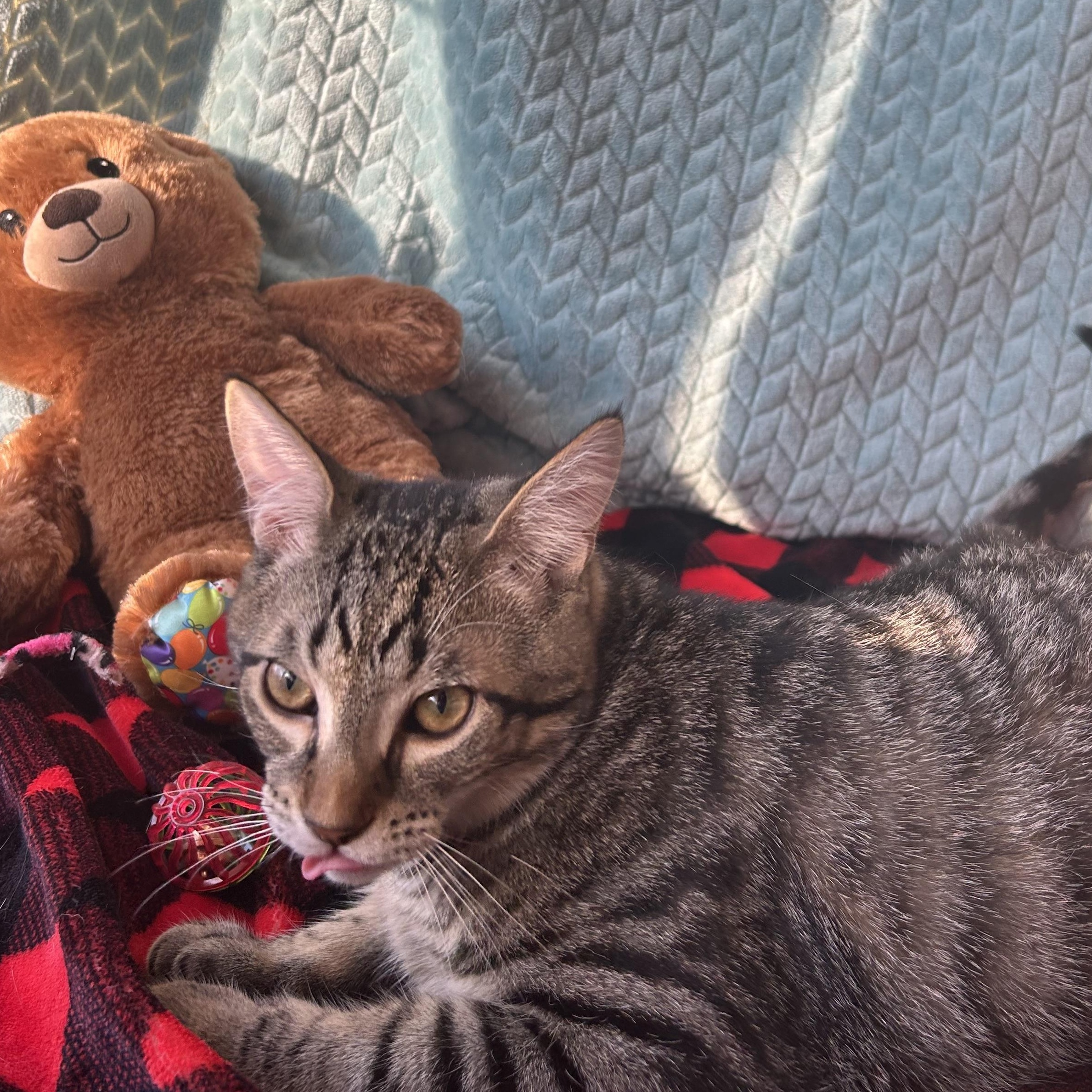 Enlarge Bobby, a Adoptable mixed breed in Madison Heights, MI image 2/4