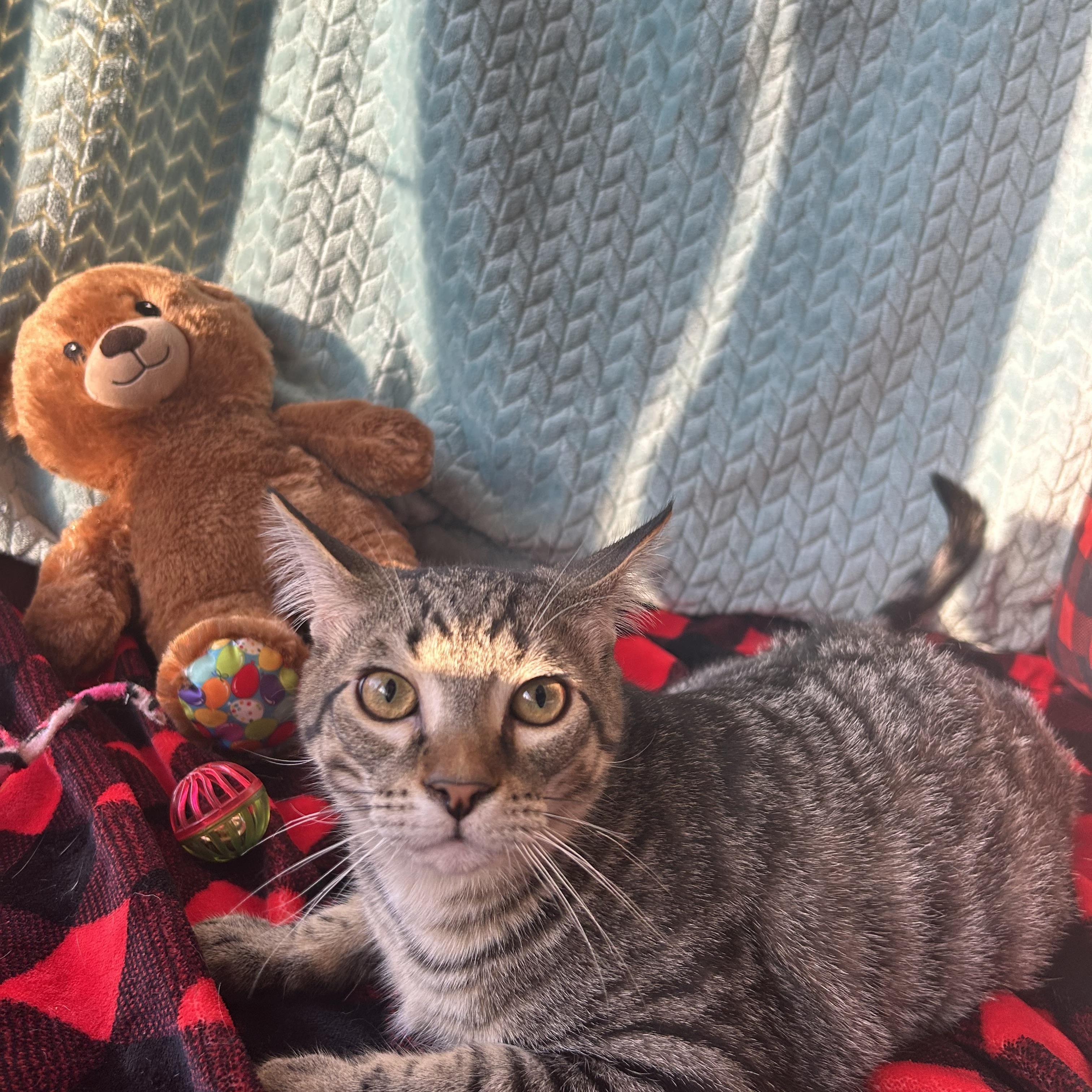 Enlarge Bobby, a Adoptable mixed breed in Madison Heights, MI image 1/4