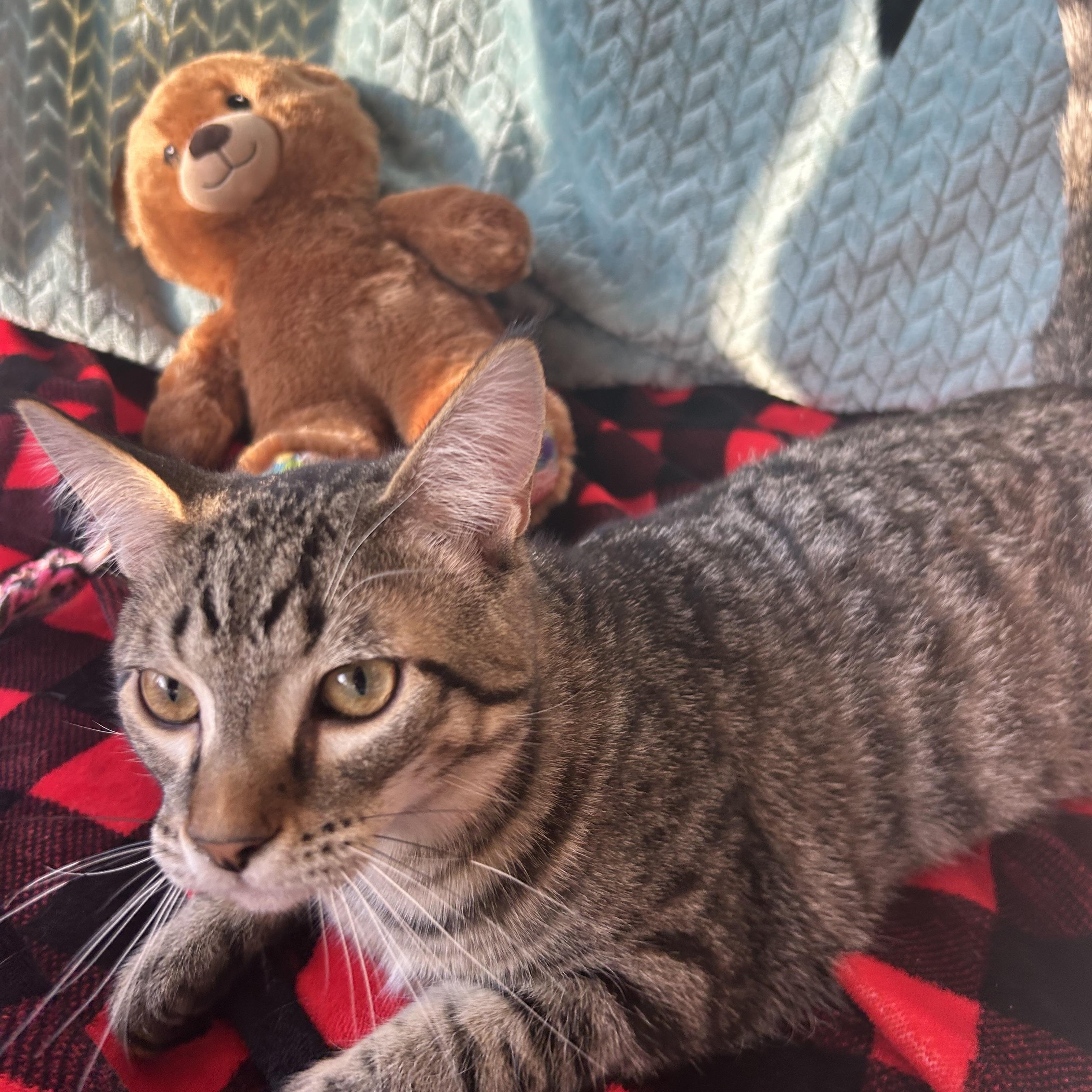 Enlarge Bobby, a Adoptable mixed breed in Madison Heights, MI image 4/4