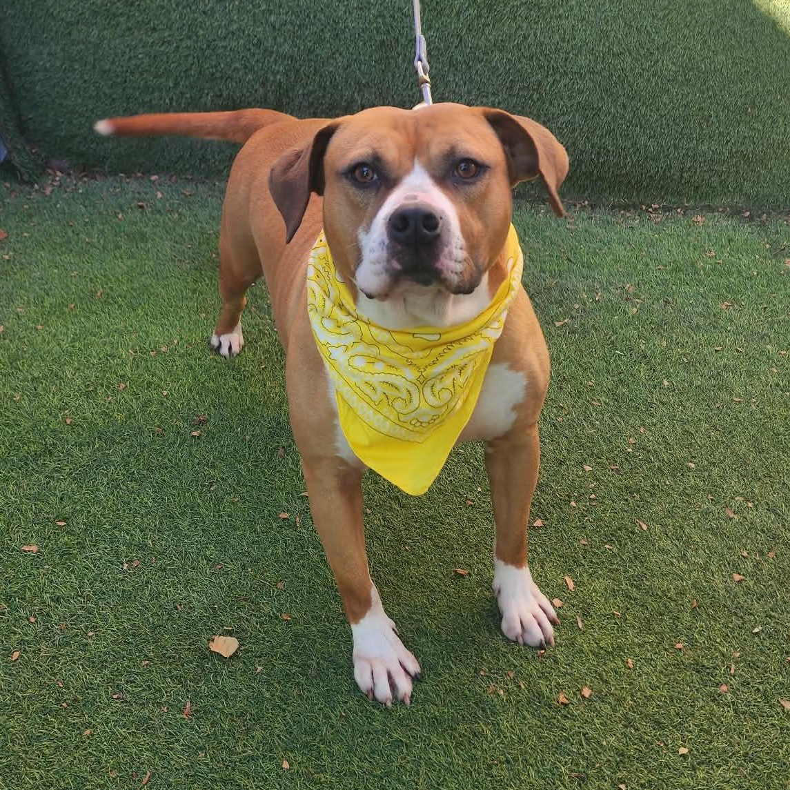 Mazi — thumbnail 2