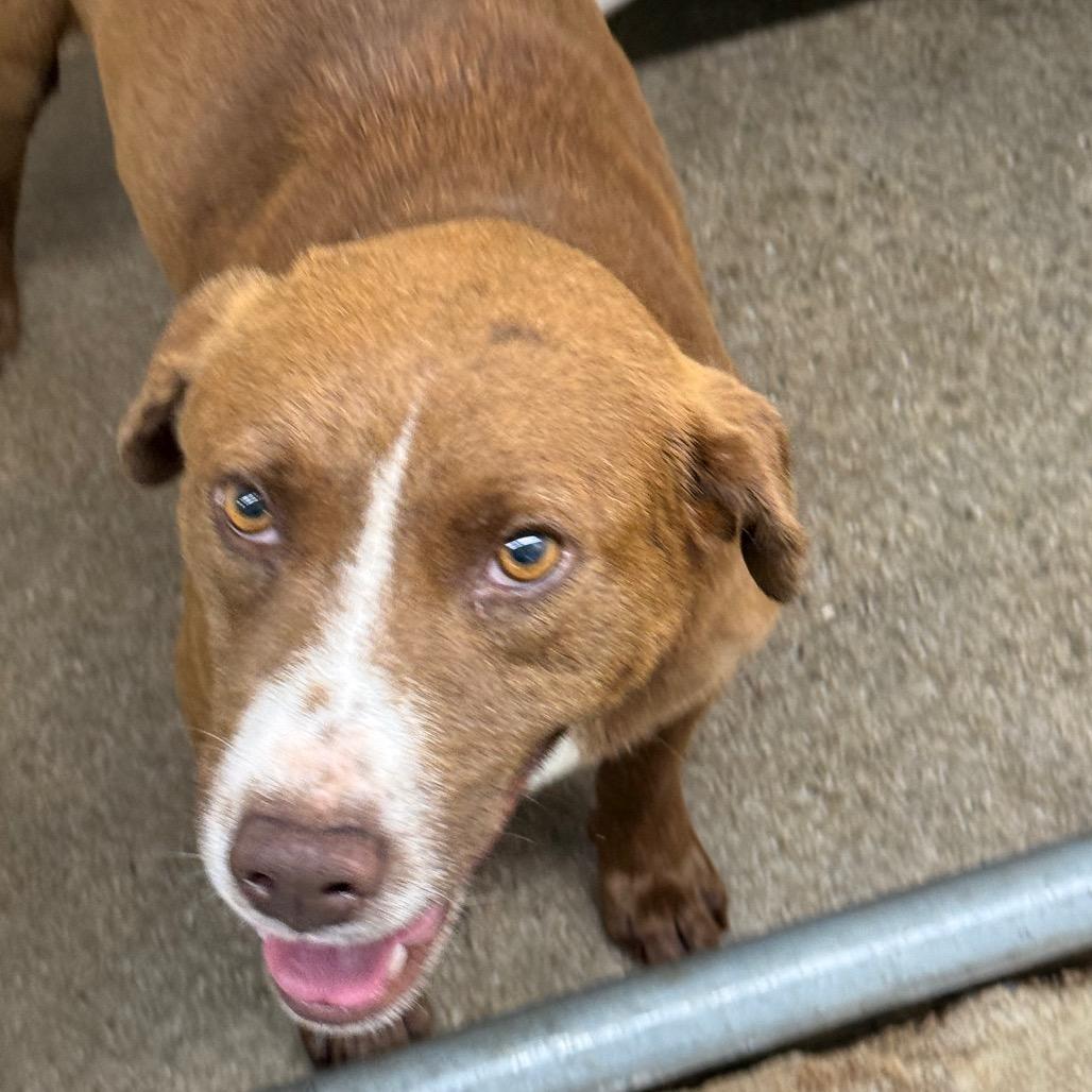 Oscar, Adoptable, Adult Male Mixed Breed.